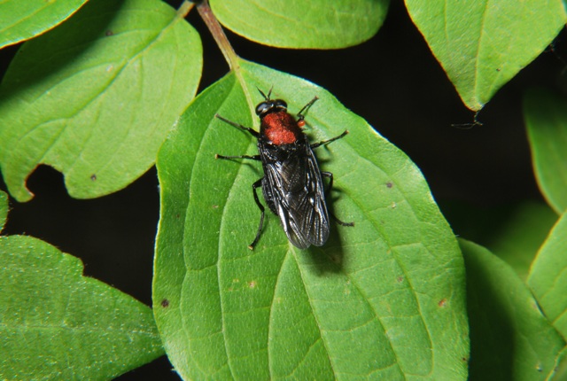 Clitellaria ephippium ♀ (Stratiomyidae)